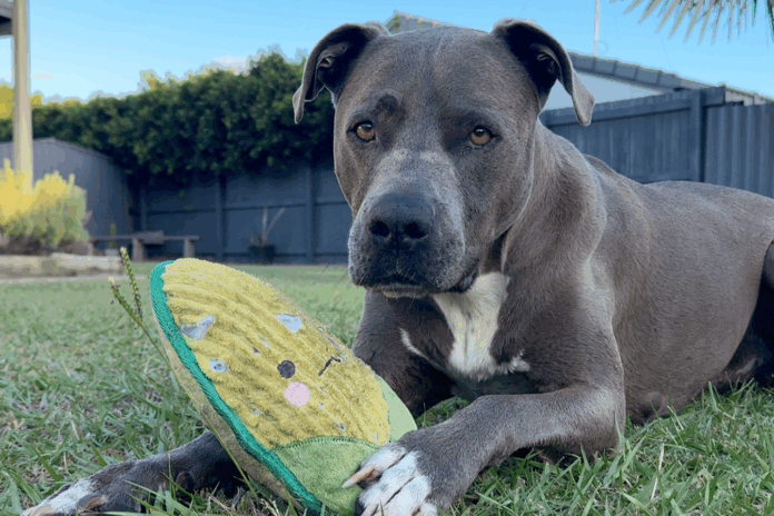 Wurtulla dog Rosco Travers is recovering after an eastern brown snake bite.