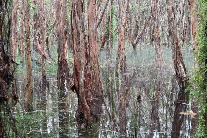 Nick Collins photographed water-logged trees at Maroochy River Conservation Park