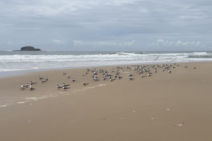 a flock of terns at Mudjimba Beach