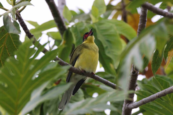 An Australian Figbird - Shutterstock