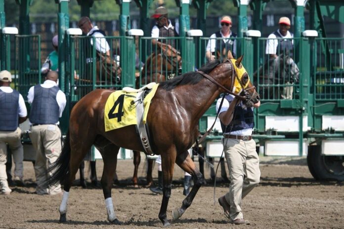 a champion racehorse entering the barrier - Shutterstock