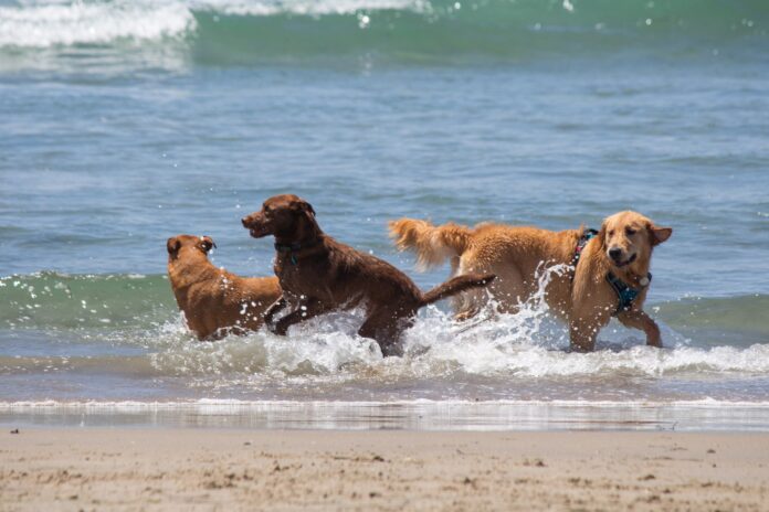 dogs in water on beach