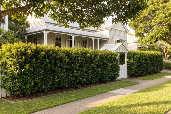 Lilly pilly hedge